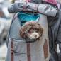 Preview: Rucksack Weg = Weg Grau / Braun Kurgo